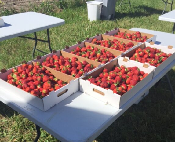 Bemidji Area Farmers Market