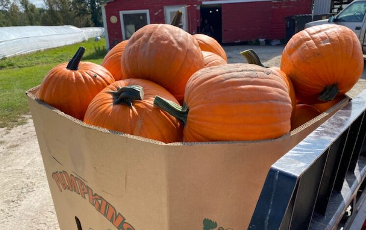Bemidji Area Farmers Market